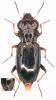 Notiophilus rufipes